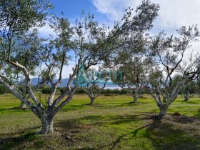 ПАРЦЕЛ, 2 000 m2 - Holmes.bg ПАРЦЕЛ, 2 000 m2