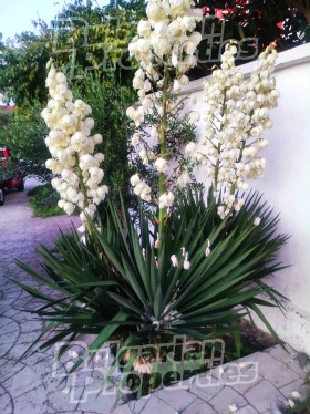 ������� ���� | Imot.bg � ����� ������ 11