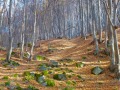 Продава ПАРЦЕЛ, област Перник, с. Боснек • 51520 € / 100764.36 лв. • 11161147 13