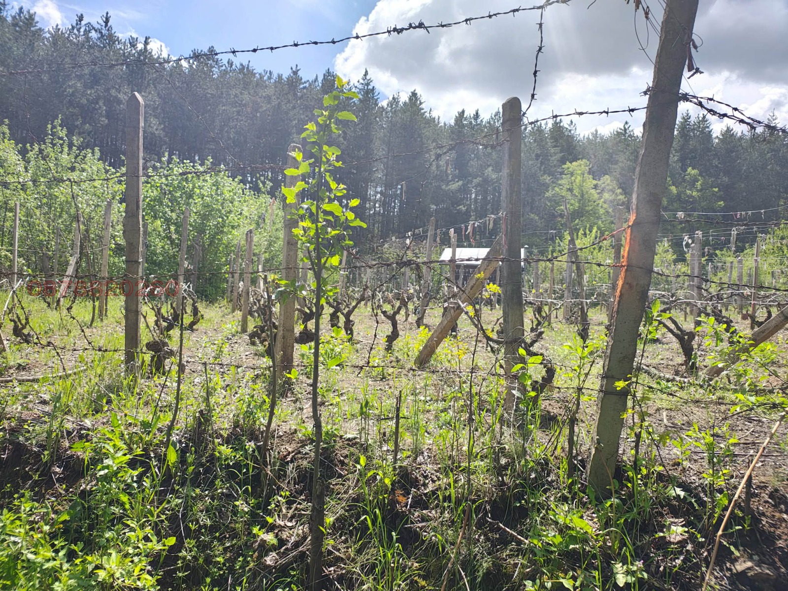 Продава ЗЕМЕДЕЛСКА ЗЕМЯ, гр. Гоце Делчев, област Благоевград, снимка 4 - Земеделска земя - 54108609