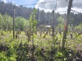 Продава  Земеделска земя област Благоевград , гр. Гоце Делчев , 17 дка | 83259106 - изображение [4]
