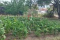 Продава КЪЩА, област Варна, гр. Игнатиево • 165000 € / 322711.95 лв. • 61947888 14