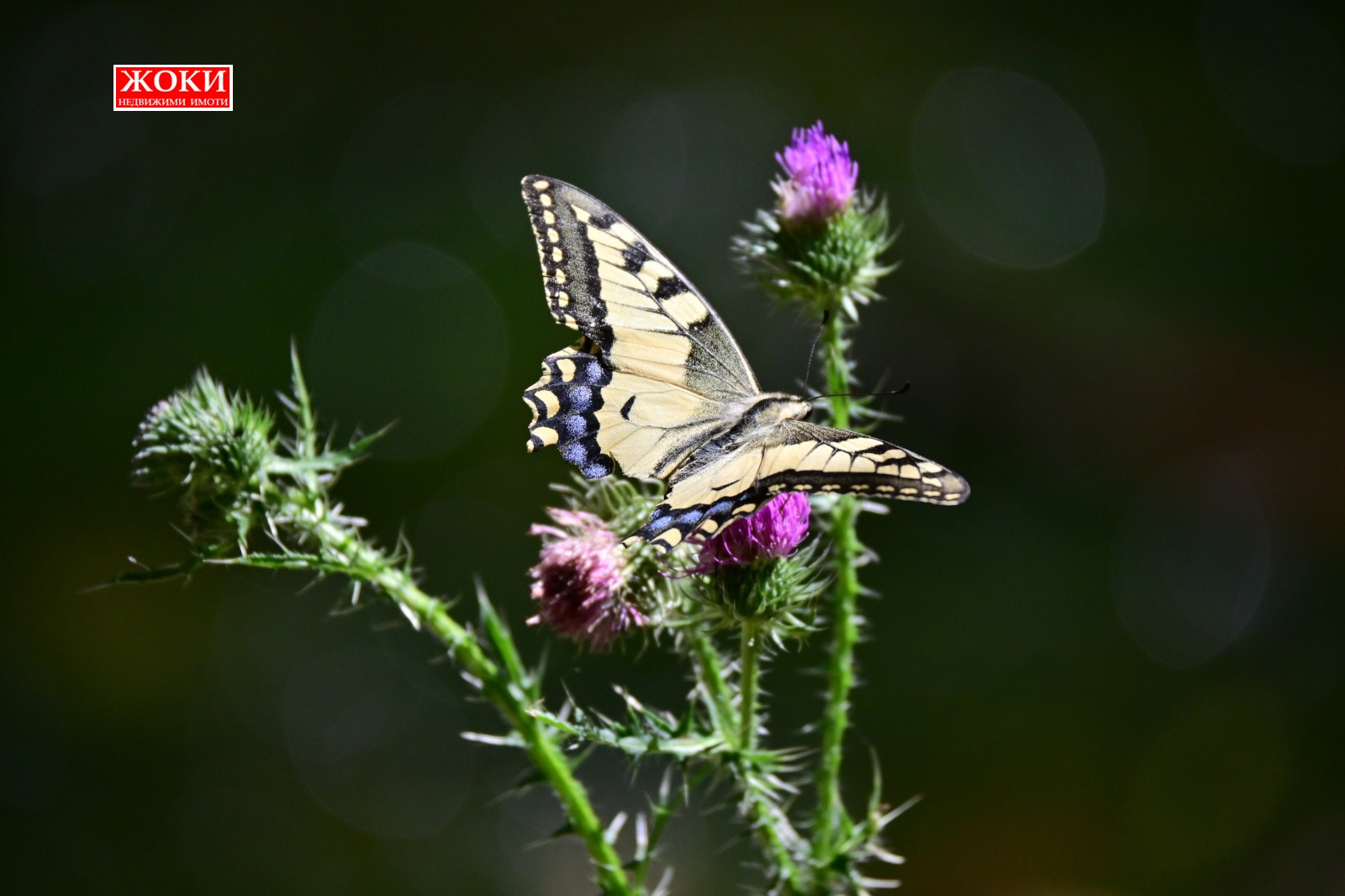 ������� ������ | Imot.bg � ����������� 16