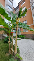 Продава  2-стаен област Бургас , к.к. Слънчев бряг , 45 кв.м | 31210232 - изображение [15]