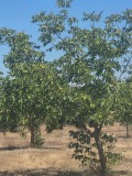 Продава БИЗНЕС ИМОТ, гр. Аксаково, област Варна, снимка 3