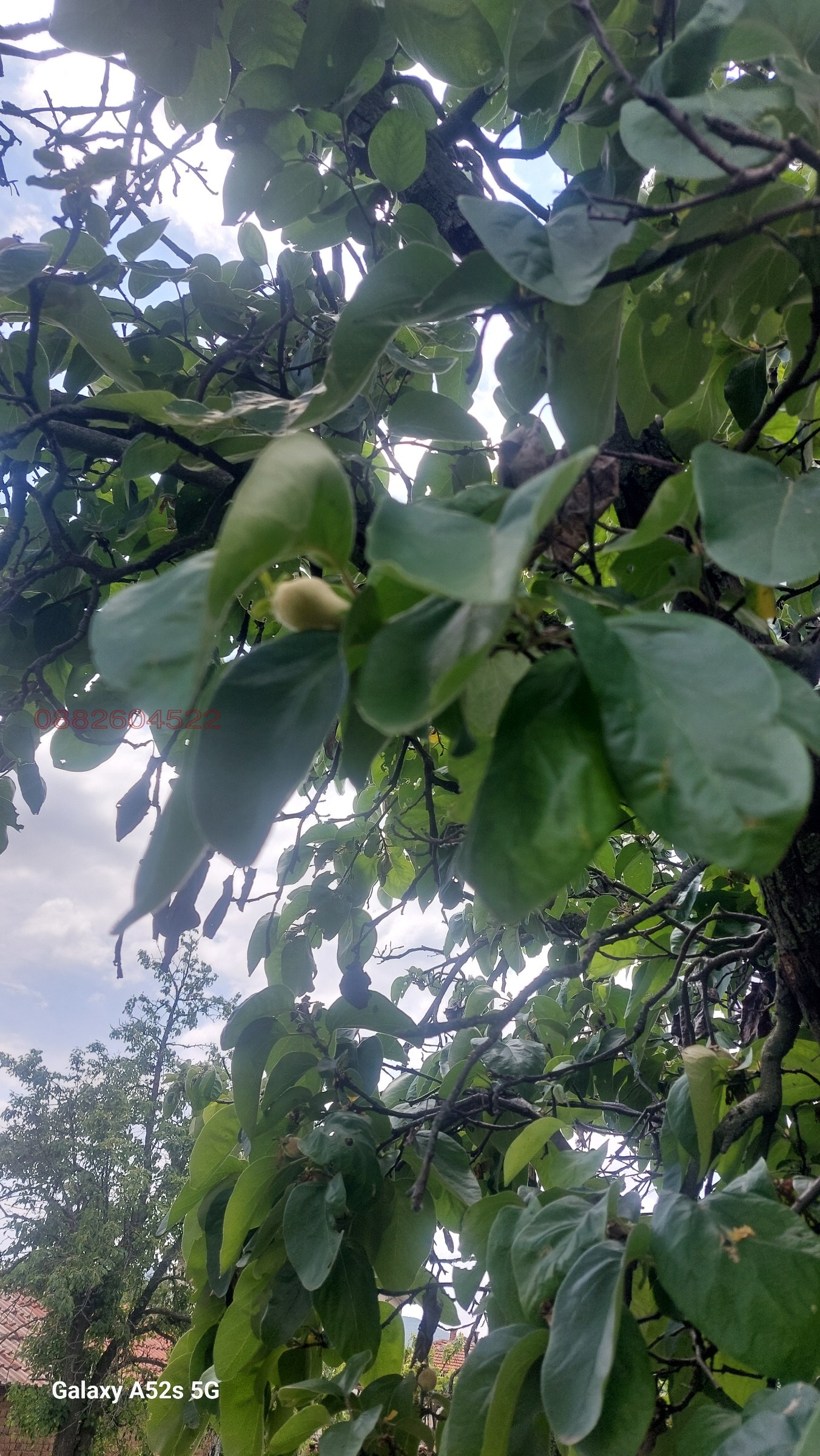 Продава КЪЩА, с. Дъбене, област Пловдив, снимка 6 - Къщи - 54809555