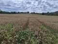 Продава ПАРЦЕЛ, с. Сливовица, област Велико Търново, снимка 2
