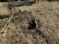 Продава ПАРЦЕЛ, с. Заветно, област Търговище, снимка 11