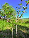 Продава КЪЩА, с. Съединение, област Търговище, снимка 9