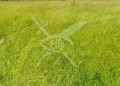 Продава ПАРЦЕЛ, област Пловдив, с. Оризари • 100000 € • 31162534 — Holmes.bg