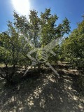 Продава ПАРЦЕЛ, област Пловдив, с. Цалапица • 21000 € • 17487344 — Holmes.bg