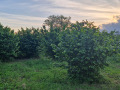 Продава БИЗНЕС ИМОТ, с. Караманите, област Варна, снимка 4