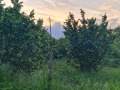 Продава БИЗНЕС ИМОТ, с. Караманите, област Варна, снимка 5