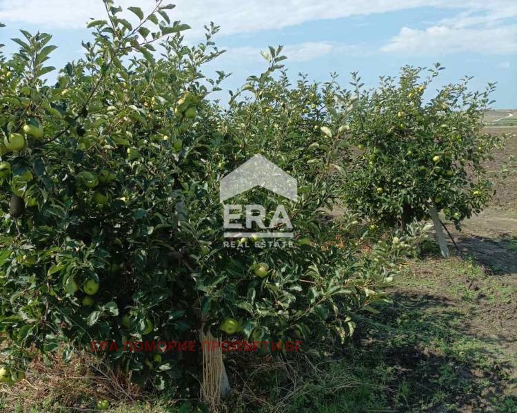 À venda  Trama região Burgas , Aheloi , 4000 m² | 38619783 - imagem [2]