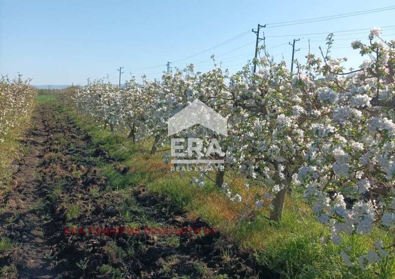 À venda  Trama região Burgas , Aheloi , 4000 m² | 38619783