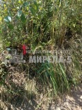 Продава  Парцел град Русе , в.з. Левента , 1114 кв.м | 36907430 - изображение [4]