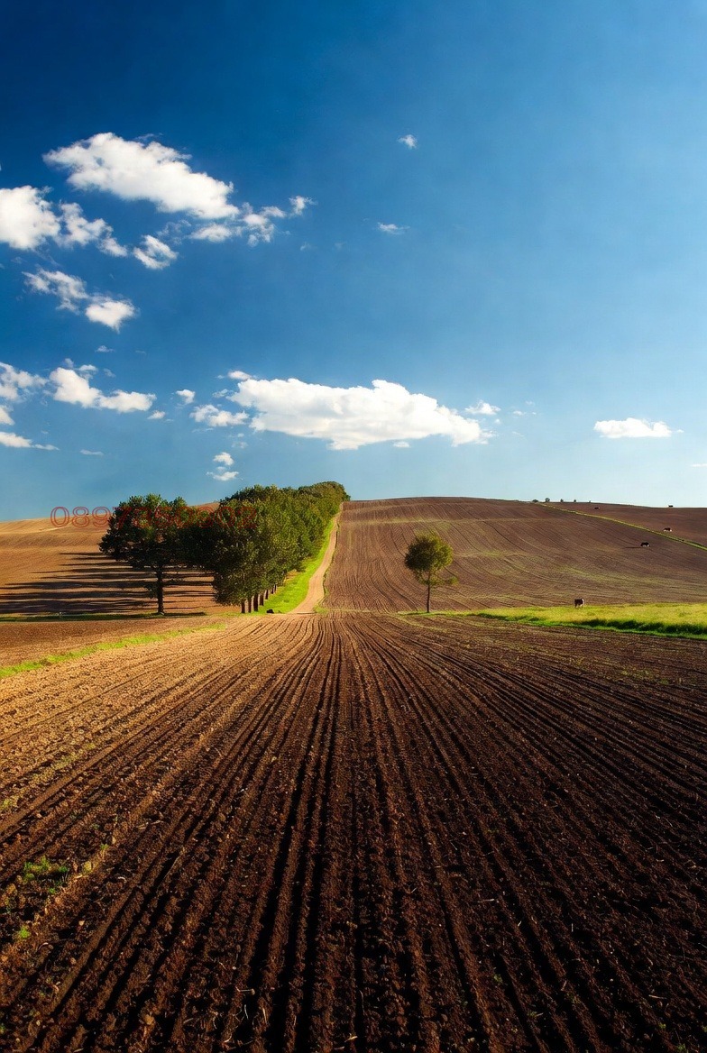 Продава ЗЕМЕДЕЛСКА ЗЕМЯ, с. Мусачево, област София област, снимка 11 - Земеделска земя - 53112763