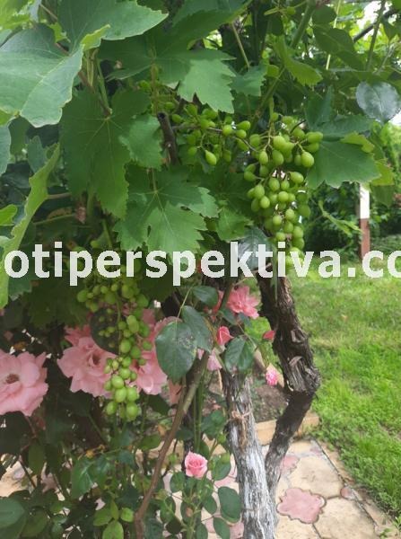 Продава КЪЩА, с. Церетелево, област Пловдив, снимка 6 - Къщи - 52489777