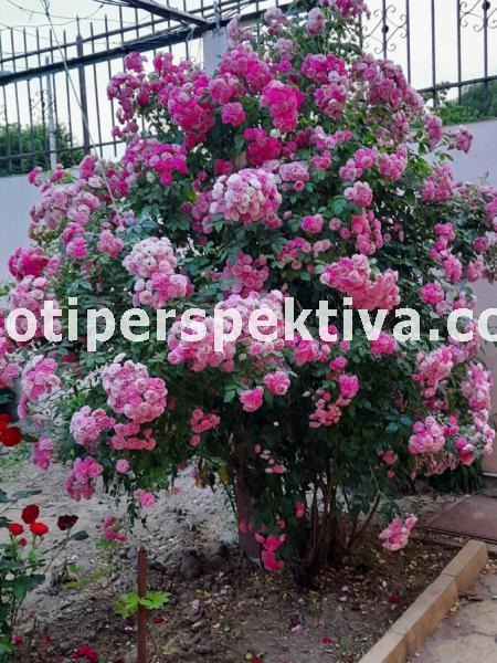 Продава КЪЩА, с. Церетелево, област Пловдив, снимка 3 - Къщи - 52489777