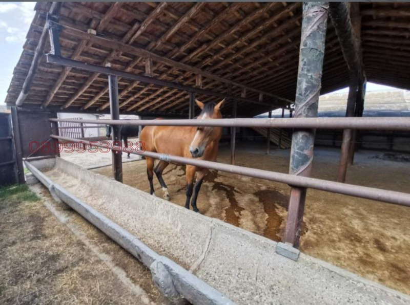 Продава ПРОМ. ПОМЕЩЕНИЕ, с. Овчеполци, област Пазарджик, снимка 3 - Производствени сгради - 53403249