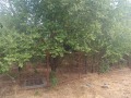 Продава КЪЩА, област Русе, с. Бръшлен • 12000 лв. • 56154359 — Holmes.bg