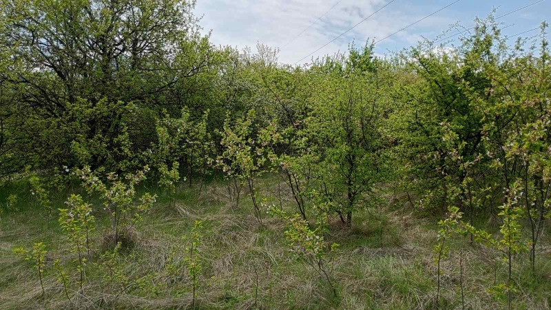 Til salgs  Plott region Pernik , Divotino , 600 kvm | 20998338 - bilde [3]