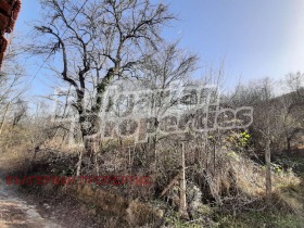 Jord Gorno trape, region Lovech 11