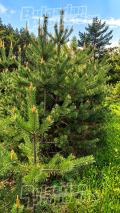 Продава ПАРЦЕЛ, гр. София, с. Железница, снимка 11
