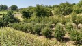 Продава ПАРЦЕЛ, област Русе, с. Мечка • 33000 € / 64542.39 лв. • 40906278 13