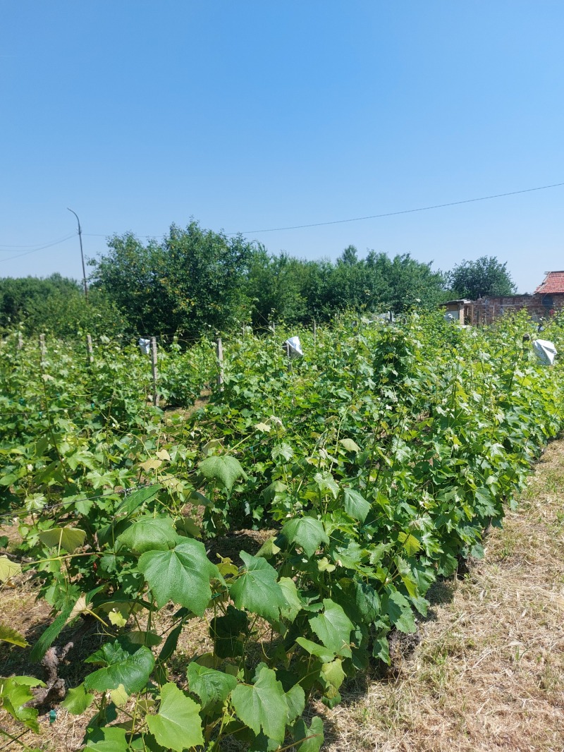 Satılık  Ev Vraca , Kulata , 80 metrekare | 54649982 - görüntü [12]