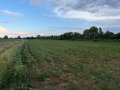 Продава ЗЕМЕДЕЛСКА ЗЕМЯ, с. Гелеменово, област Пазарджик, снимка 2