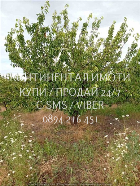 Продава ЗЕМЕДЕЛСКА ЗЕМЯ, с. Конуш, област Пловдив, снимка 6 - Земеделска земя - 55804377