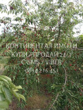 Продава ЗЕМЕДЕЛСКА ЗЕМЯ, с. Конуш, област Пловдив, снимка 2