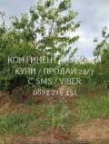 Продава ЗЕМЕДЕЛСКА ЗЕМЯ, с. Конуш, област Пловдив, снимка 7