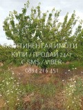Продава ЗЕМЕДЕЛСКА ЗЕМЯ, с. Конуш, област Пловдив, снимка 6
