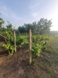 Продава КЪЩА, област Велико Търново, с. Козловец • 40000 лв. • 46772770 — Holmes.bg