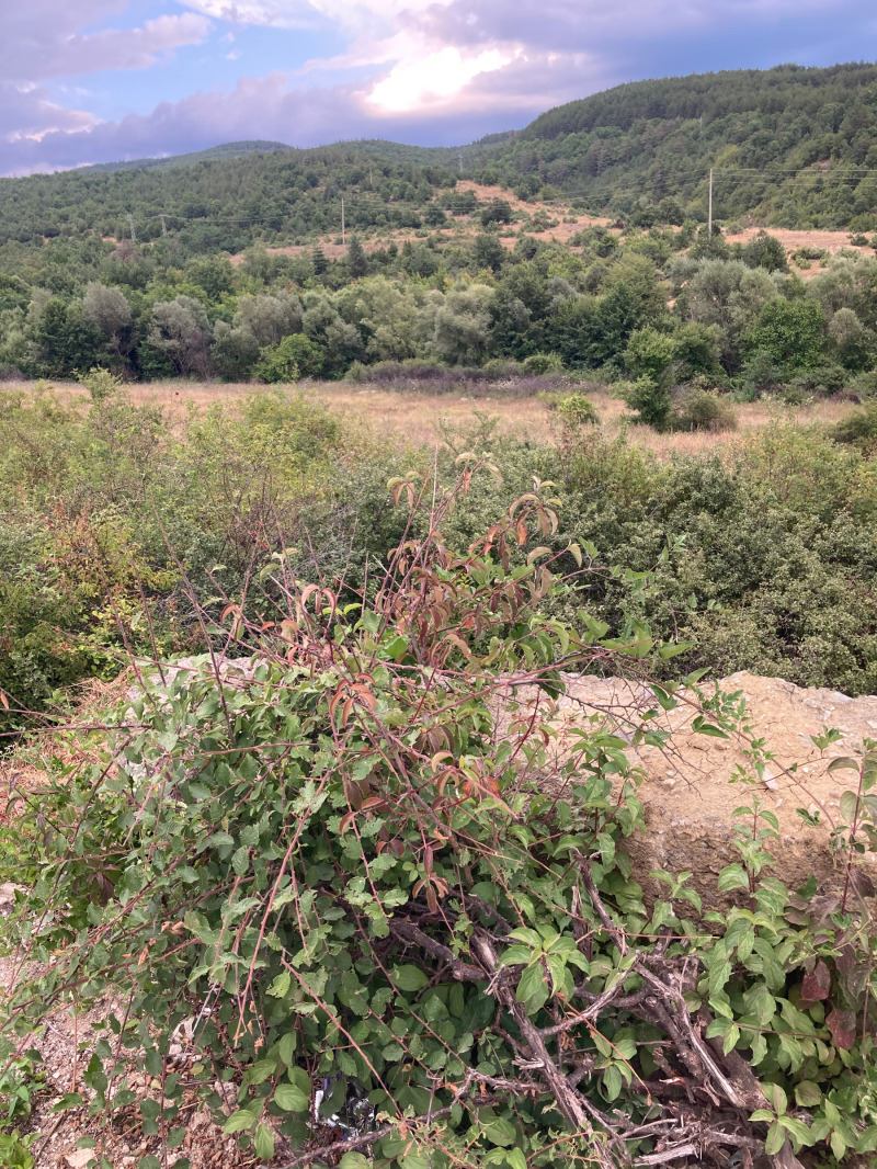 Na prodej  Spiknutí oblast Blagoevgrad , Ognjanovo , 3152 m2 | 46963357
