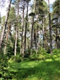 Продава ПАРЦЕЛ, гр. Батак, област Пазарджик, снимка 4