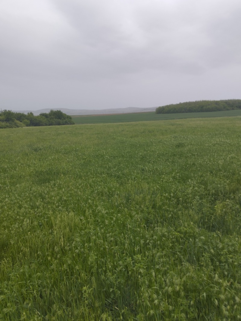 Продаја  Плот регион Софиа , Петарч , 5774 м2 | 58167343 - слика [3]