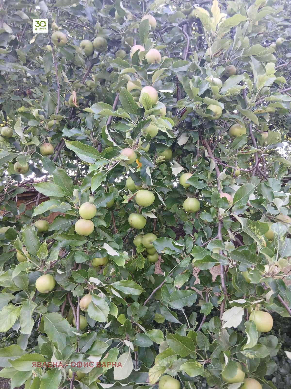 Продава КЪЩА, с. Бозвелийско, област Варна, снимка 3 - Къщи - 55615314