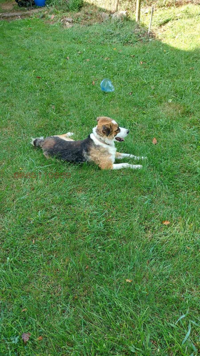 Продава ПАРЦЕЛ, с. Палици, област Велико Търново, снимка 2 - Парцели - 52781150