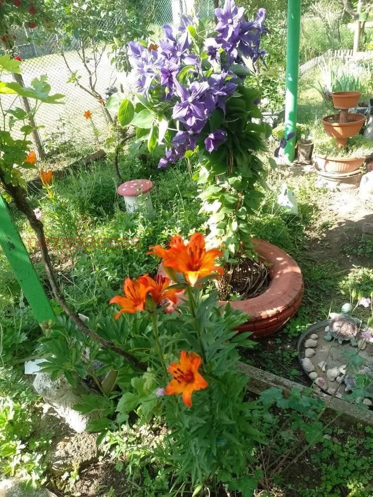 Продава КЪЩА, с. Борован, област Враца, снимка 3 - Къщи - 55991196