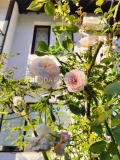 Продава КЪЩА, област Бургас, с. Кошарица • 250000 € • 74384748 — Holmes.bg