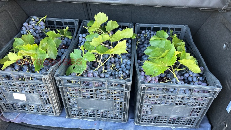 Продава ЗЕМЕДЕЛСКА ЗЕМЯ, с. Брестовица, област Пловдив, снимка 5 - Земеделска земя - 53217944