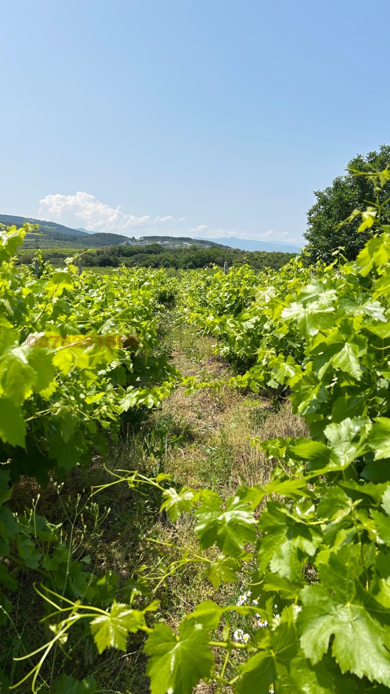 Продава ЗЕМЕДЕЛСКА ЗЕМЯ, с. Брестовица, област Пловдив, снимка 3 - Земеделска земя - 53217944