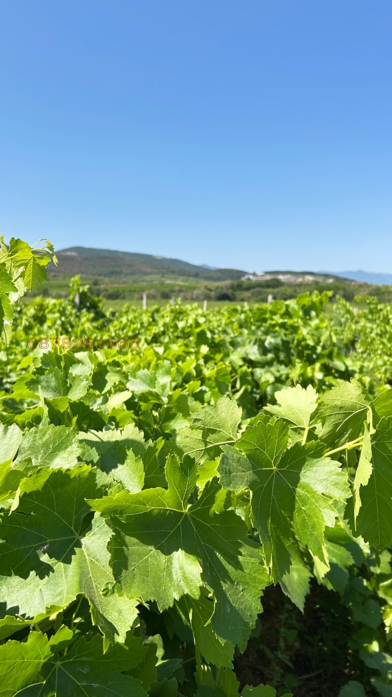 Продава ЗЕМЕДЕЛСКА ЗЕМЯ, с. Брестовица, област Пловдив