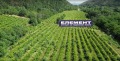 Продава ПАРЦЕЛ, с. Храбрино, област Пловдив, снимка 2
