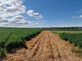 Продава ПАРЦЕЛ, област София, гр. Божурище • 56000 € • 51554467 — Holmes.bg