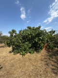Продава КЪЩА, с. Аканджиево, област Пазарджик, снимка 2