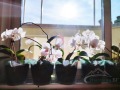 Продава 3-СТАЕН, гр. Пловдив, Въстанически, снимка 3